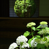 水無月の風情ーⅠ