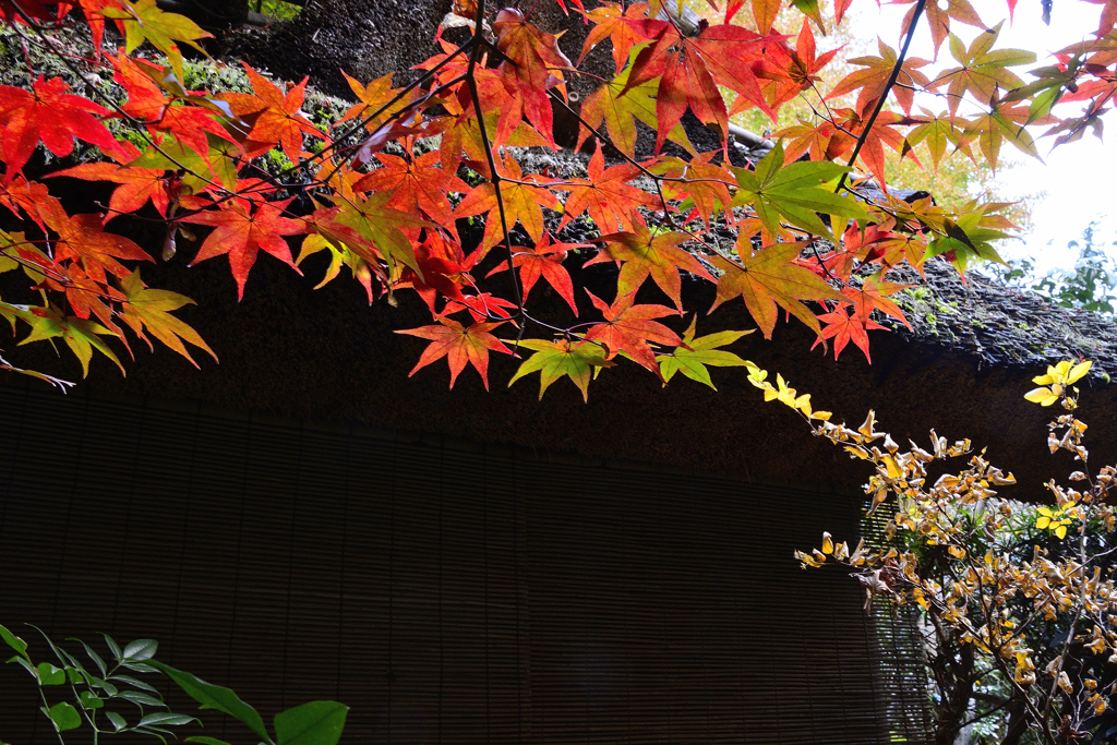 嵯峨野紅葉巡り＜厭離庵＞