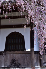 京都大原野＜善峯寺＞の桜ーⅠ