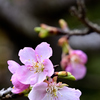 春風に誘われて＜高麗神社＞ーⅡ