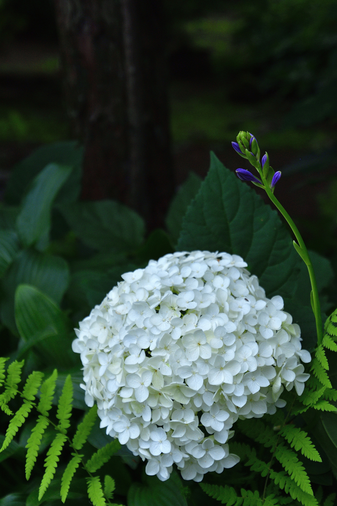 軽井沢花散歩ーⅢ