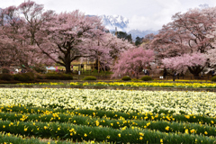 甲斐路の桜巡り＜実相寺＞