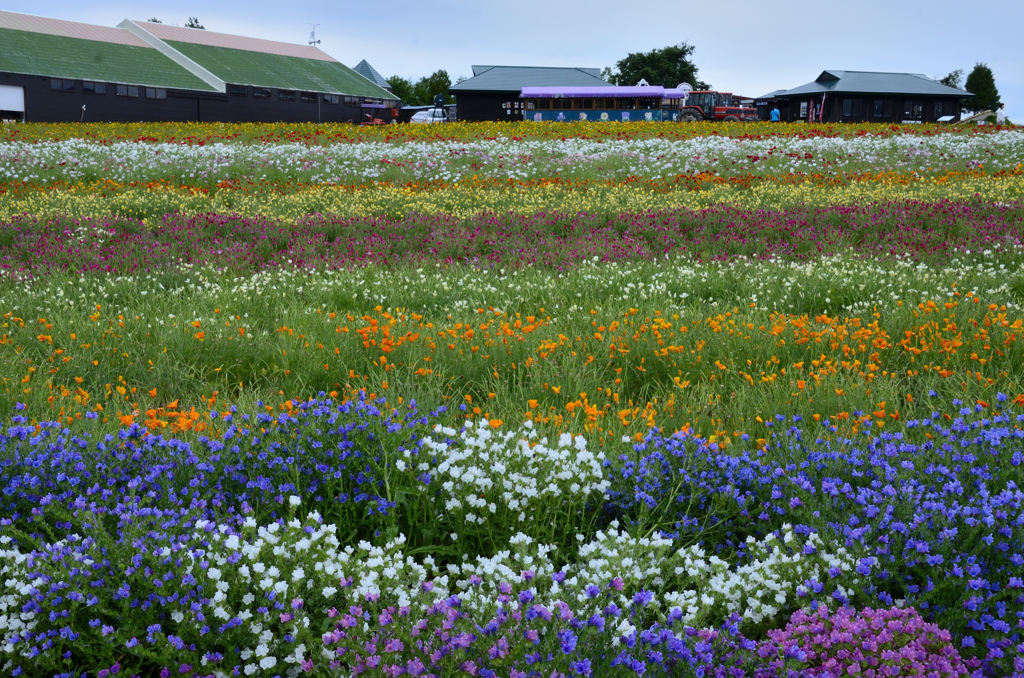 北のお花畑＜フラワーランド上富良野＞