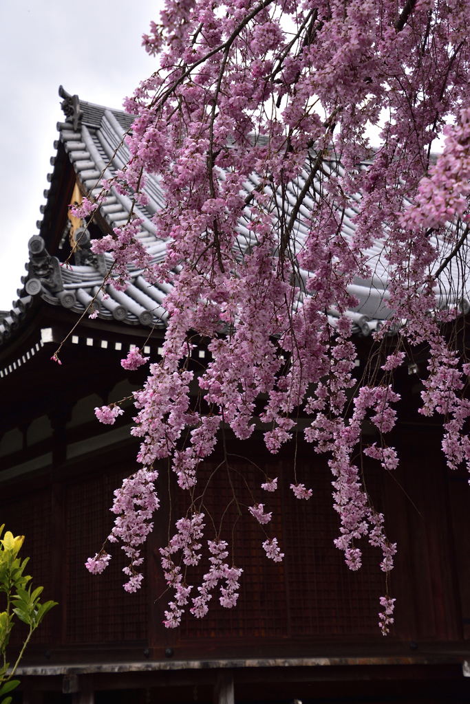 古都の桜＜法金剛院＞－Ⅰ