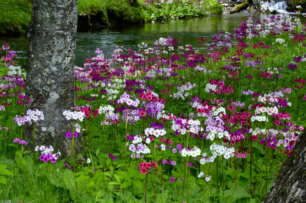 花の楽園－Ⅱ