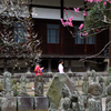 古刹の春＜円覚寺＞ーⅢ