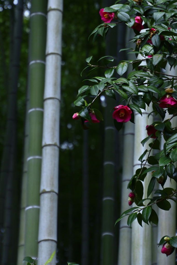 都の春＜高台寺＞ーⅠ