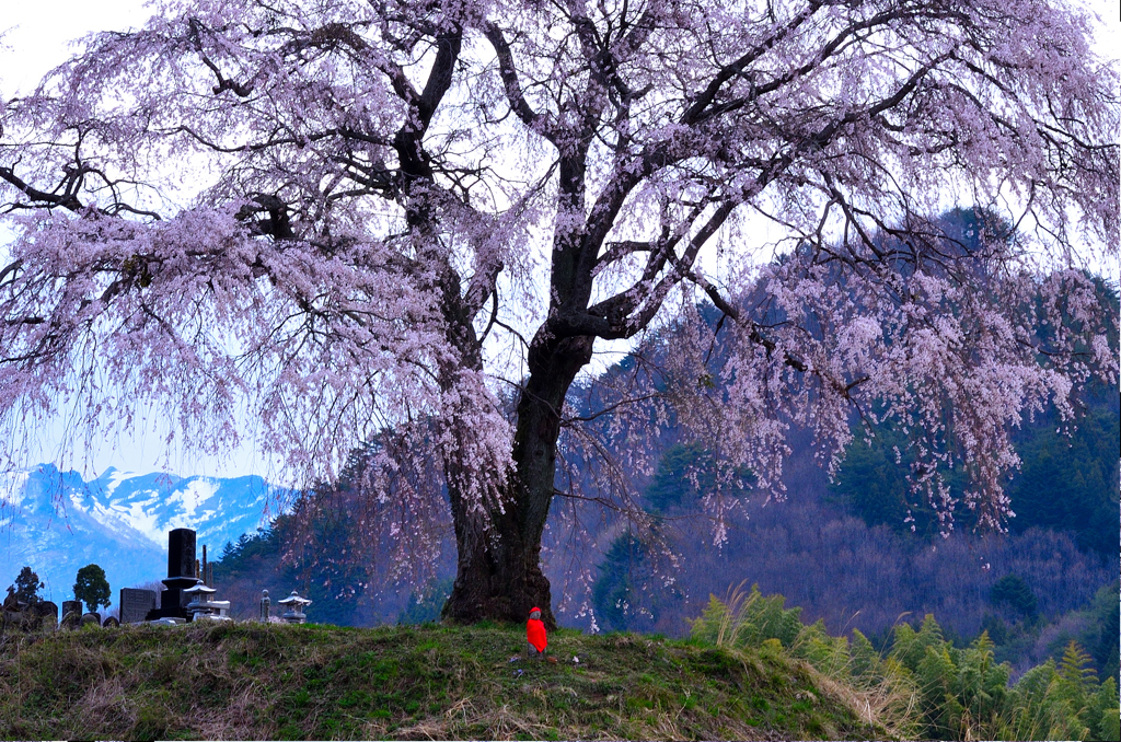 上発知の枝垂桜