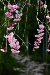古刹の桜ーⅢ