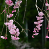 古刹の桜ーⅢ