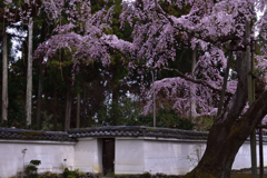 醍醐寺の桜ーⅢ