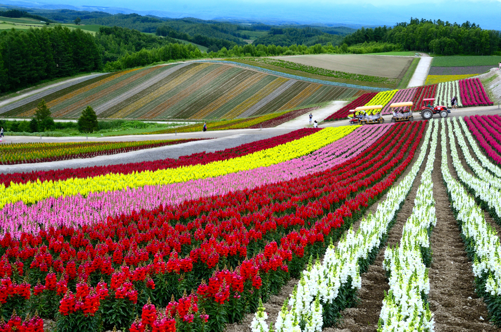 北のお花畑＜四季彩の丘＞－Ⅰ