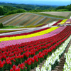 北のお花畑＜四季彩の丘＞－Ⅰ