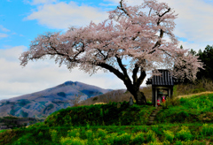 小沢の桜