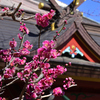 春の便り＜神田明神＞ーⅠ