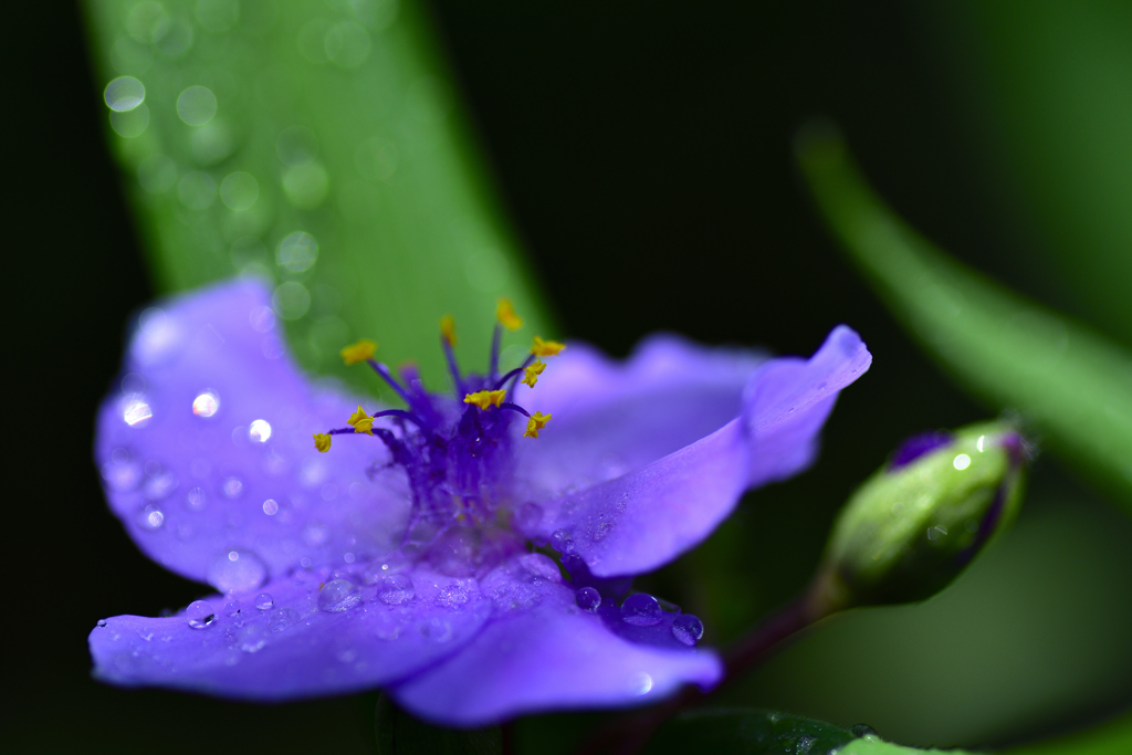 梅雨に咲く＜ムラサキツユクサ＞