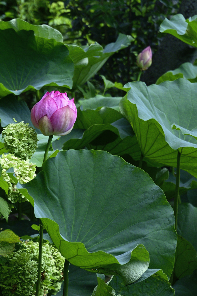 都会の蓮花＜開花を待ち侘びて＞