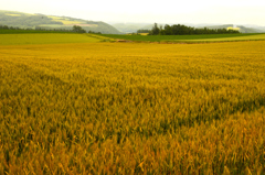 麦畑の丘