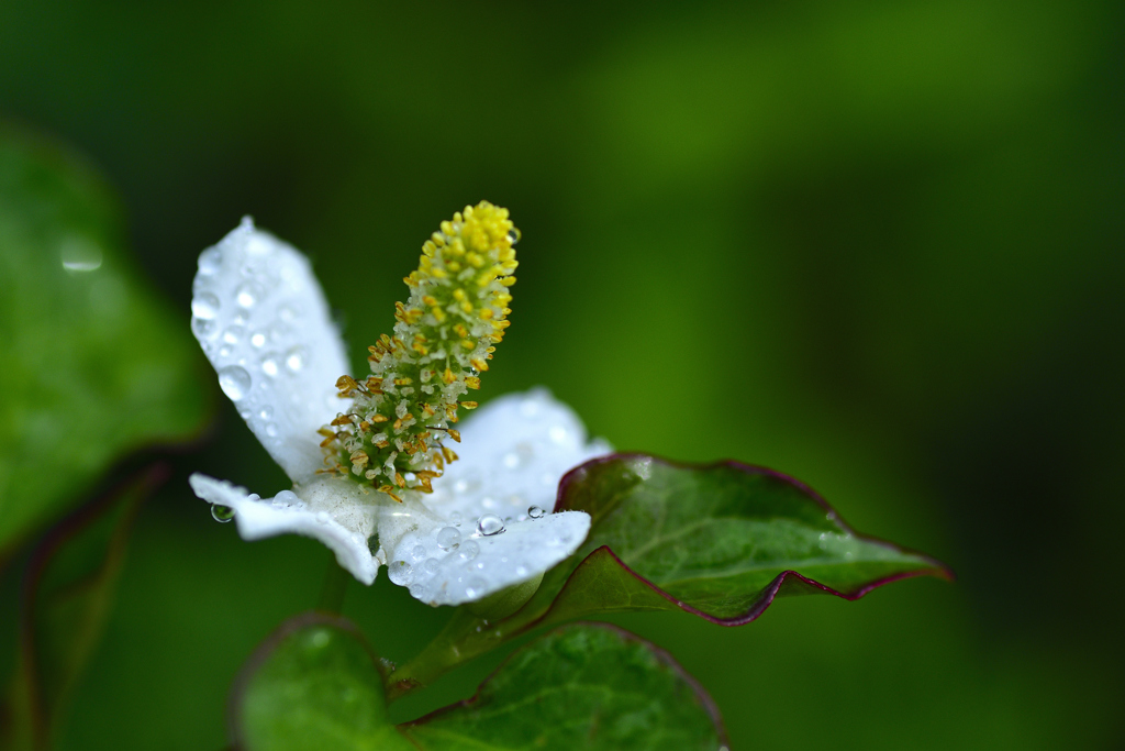 梅雨に咲く＜ドクダミ＞