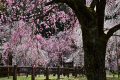 古刹の桜ーⅠ