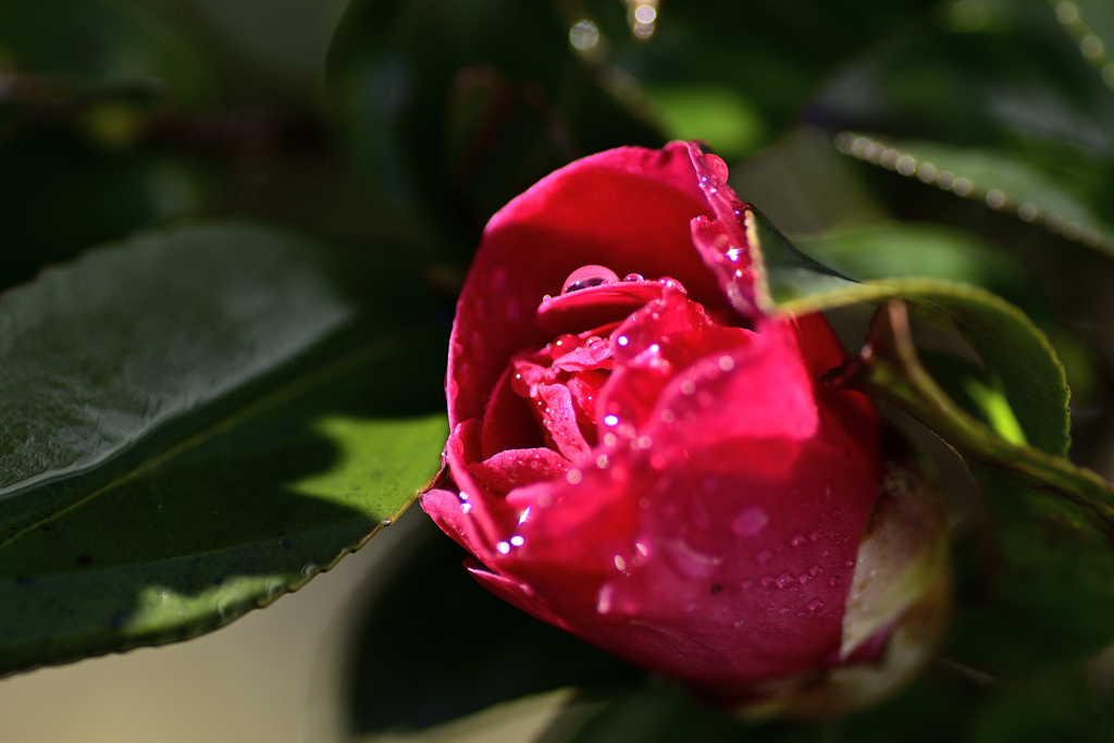 春を探して＜山茶花＞