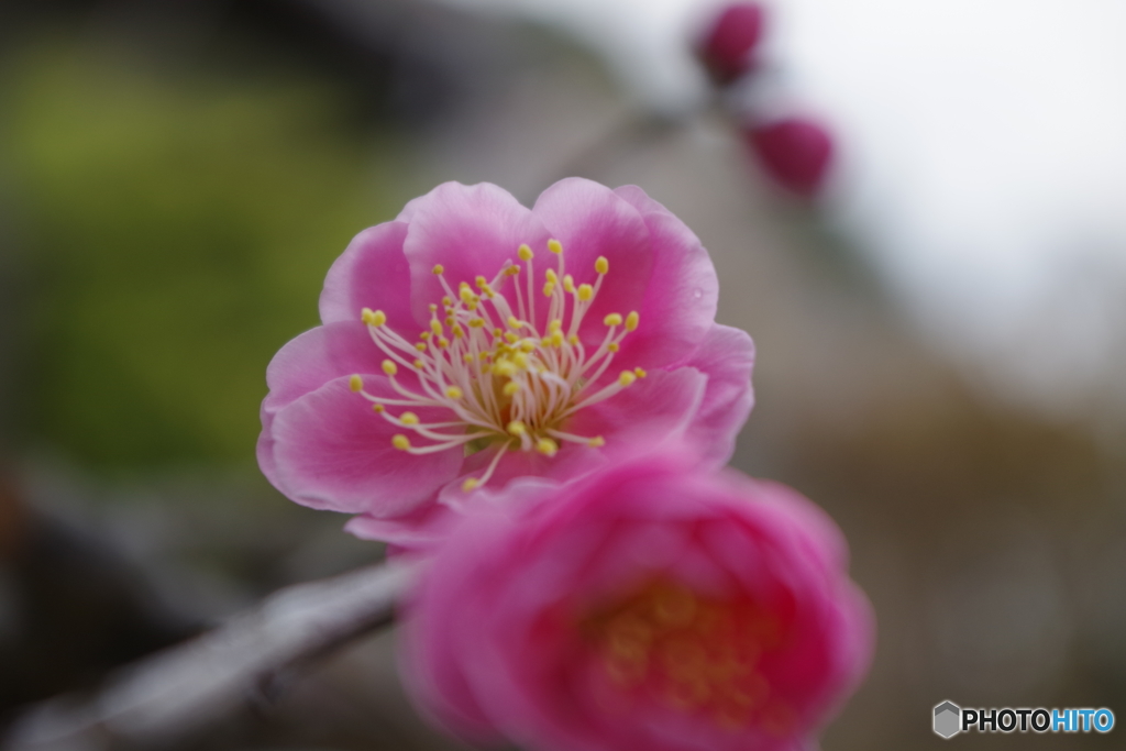梅花