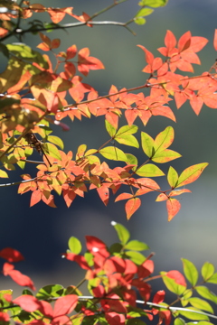 紅葉