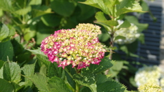 紫陽花？