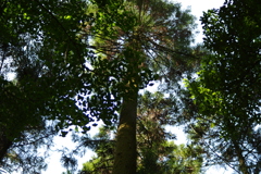 森の木