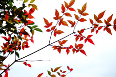 紅葉
