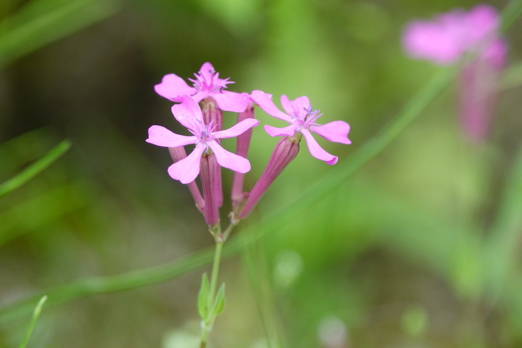 プロペラみたいな花