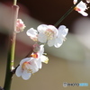 梅花2