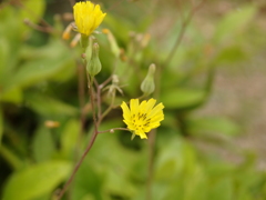 小っちゃな花3