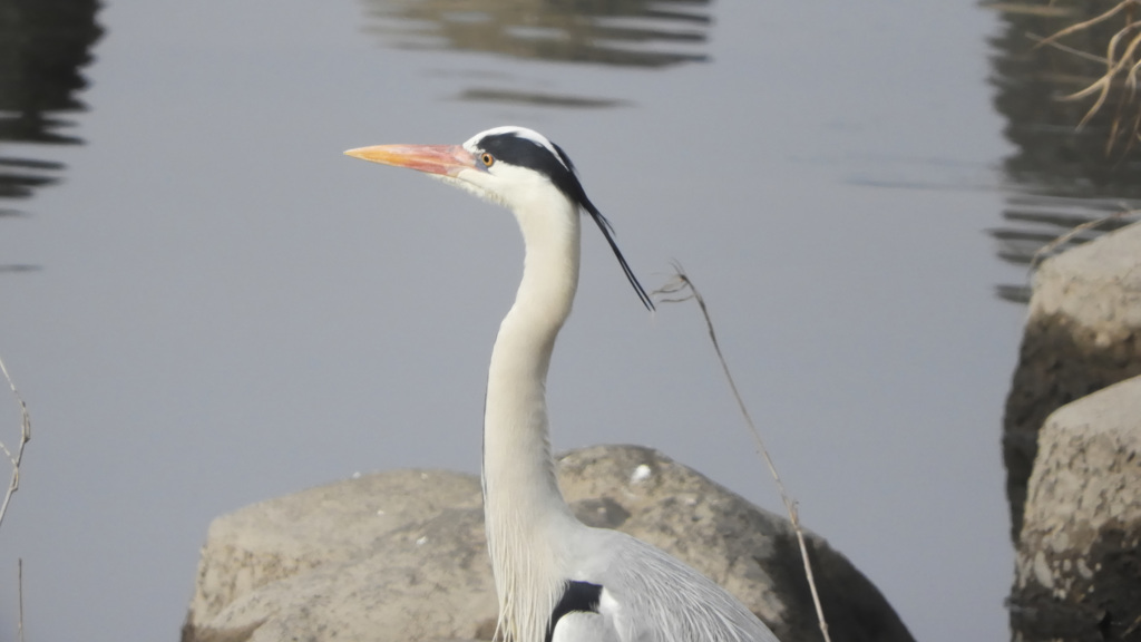 川辺のサギ