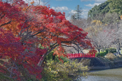 紅葉