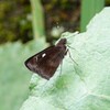 クロセセリ