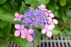紫陽花