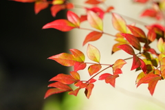 紅葉