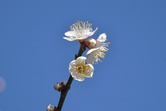 梅