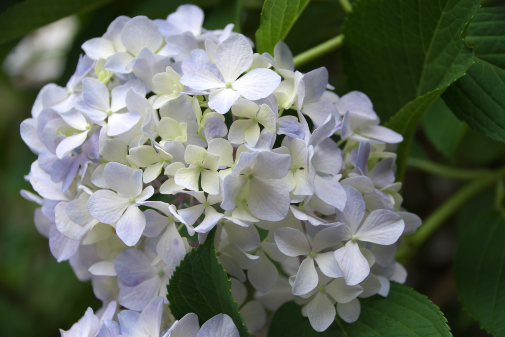 紫陽花