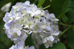 紫陽花