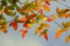 紅葉