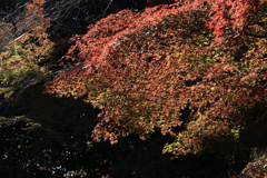 紅葉