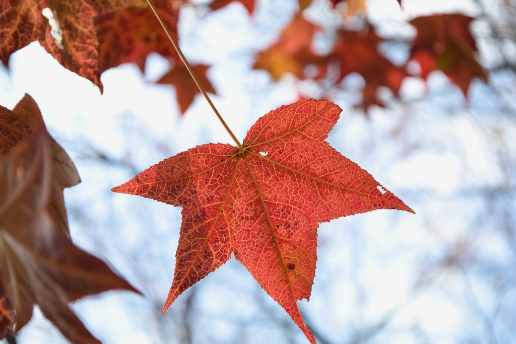 無題(紅葉)