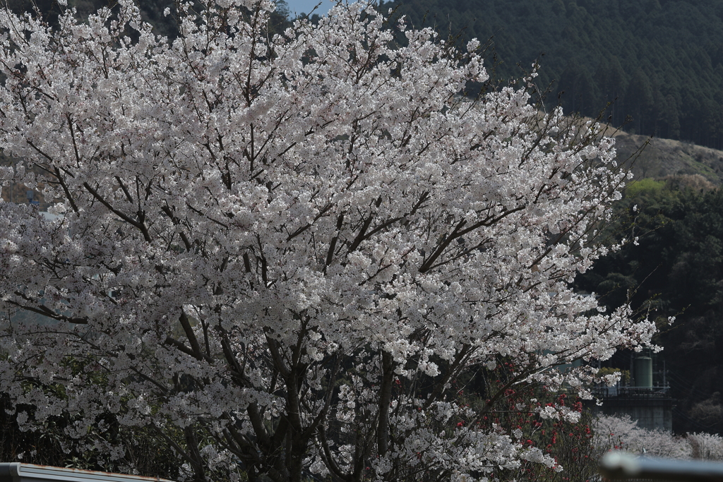 桜