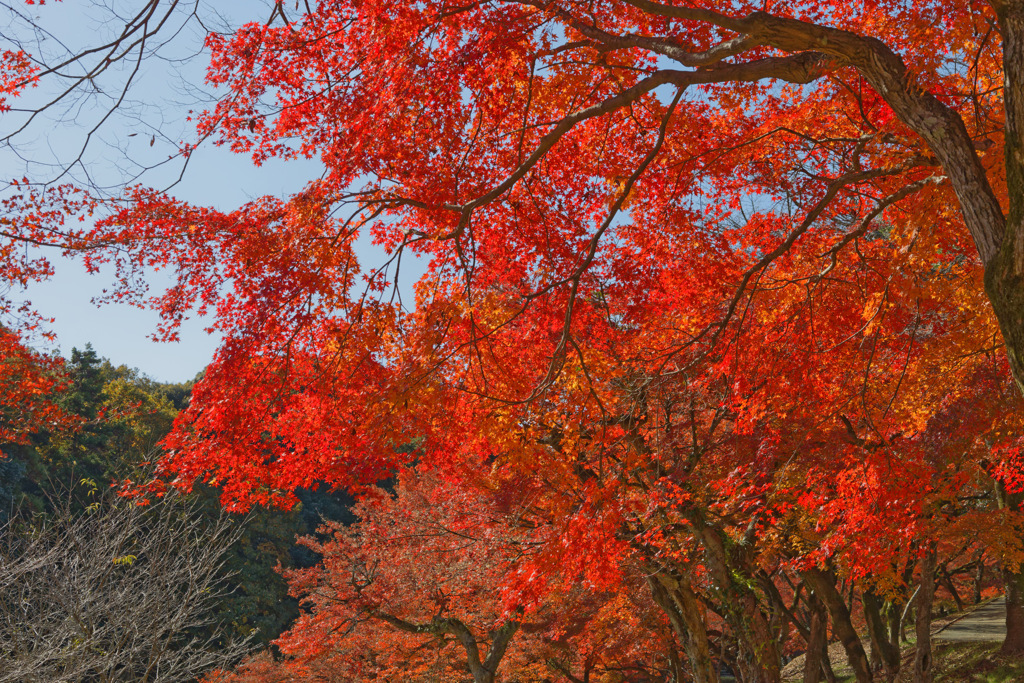 紅葉
