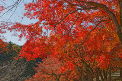 紅葉