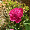 芍薬
