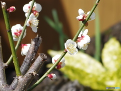 梅花1