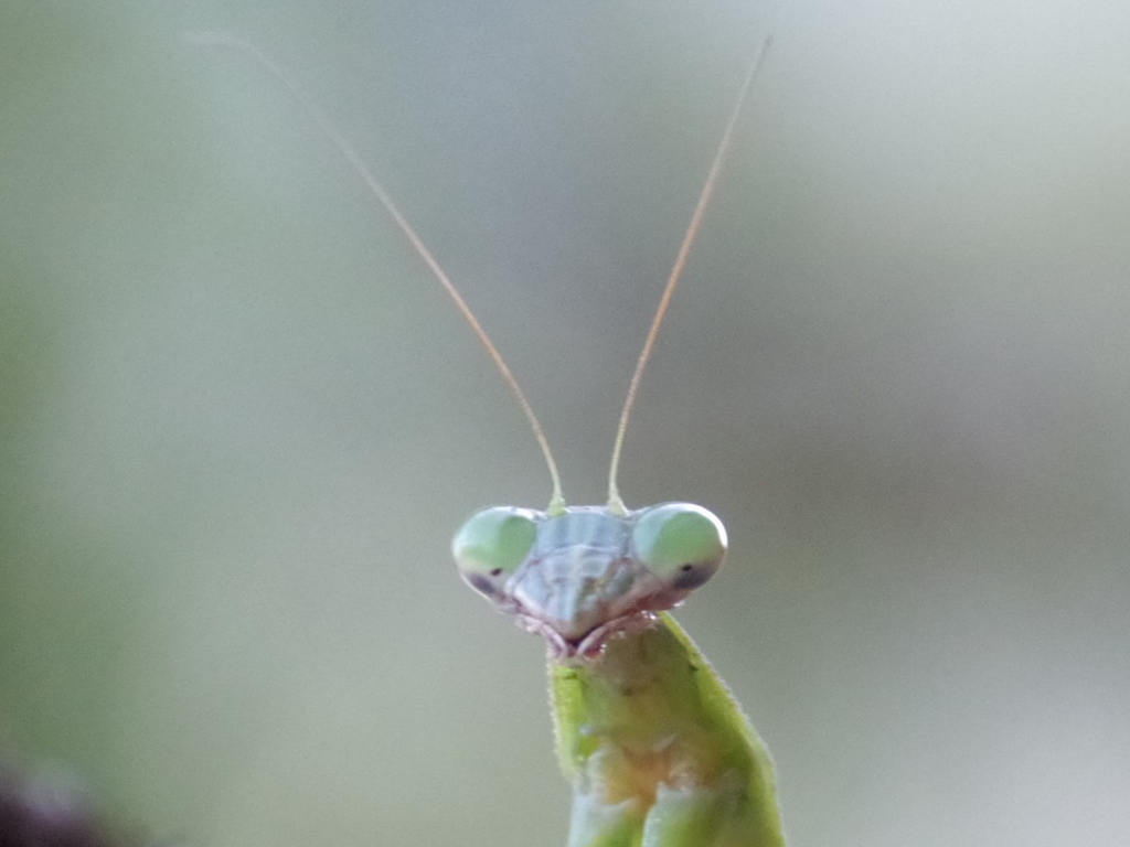 こうしてみると宇宙人？